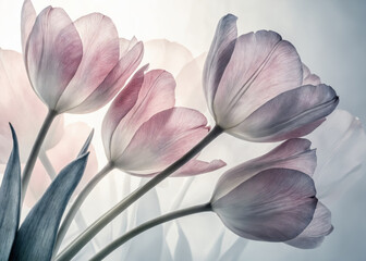Fototapeta premium sensual tulip flowers background. floristic. tulips bouquet