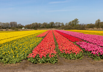 Fields of blooming tulips near Lisse in the Netherlands