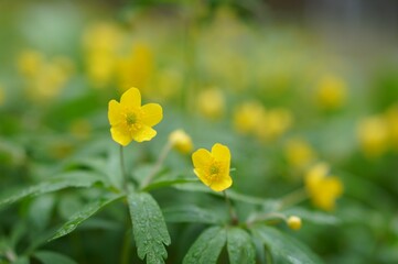 Obraz premium Yellow buttercup flowers among green leaves after spring rain close-up with free space to insert text