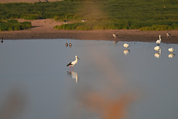 swans on the lake
