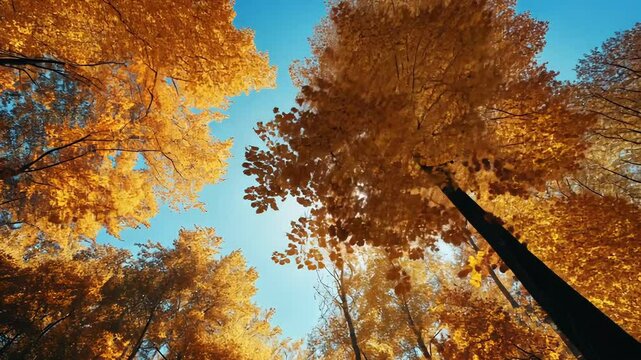 Sunlit autumn forest canopy view from below, showcasing vibrant yellow and orange leaves against a clear blue sky.