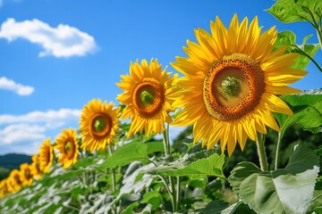 Obraz premium Row of bright sunflowers reaching for the sky under a clear blue day. Generative AI