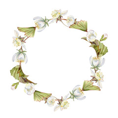 Spring white apple cherry sakura flowers buds leaves, forest cloudberry anemone primrose ephemera, hand drawn in watercolor. Wreath frame isolated illustration, for wedding, florist shop, scrapbooking