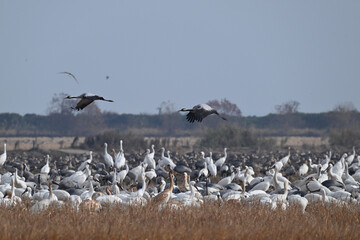 snow geese in flight