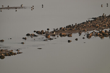 snow geese in flight