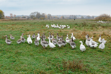 Flock of geese grazing on green pasture © Chmutphoto