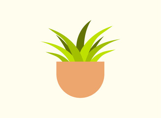 Illustration of an Potted Spider Plant