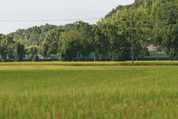 Autumn rural landscape, rice just before harvest, agricultural success