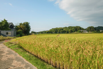 Autumn rural landscape, rice just before harvest, agricultural success