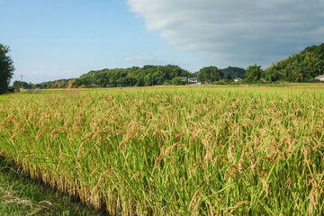 Autumn rural landscape, rice just before harvest, agricultural success