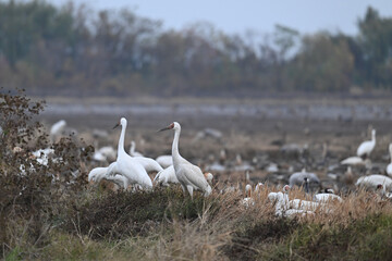 swans on the river
