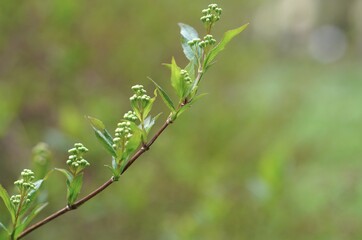 A young branch of a mock bush with blossoming green young leaves and buds on a spring background with free space for inserting text
