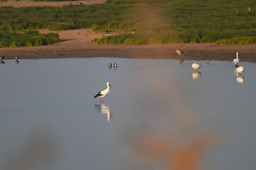 swans on the lake