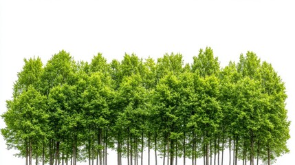 Vibrant grove of lush green trees with thick foliage against bright white background reflecting nature's serenity and beauty