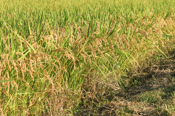 Ears of rice in the evening light, autumn harvest
