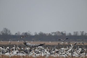 snow geese in flight