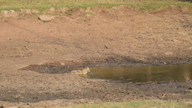 Wild indian golden jackal or Canis aureus drinking water quenching thirst from waterhole during jungle safari in summer morning at bandhavgarh national park forest tiger reserve madhya pradesh india