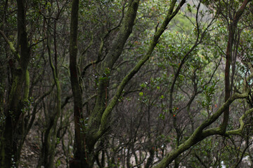 branched trees in tropical forests in the Indonesian highlands