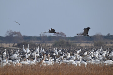 seagulls on the beach