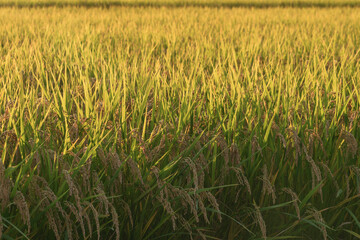 Ears of rice in the evening light, autumn harvest