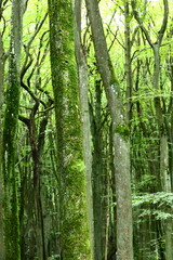 a very green, living forest creating a natural pattern, Sunlit Forest Scene