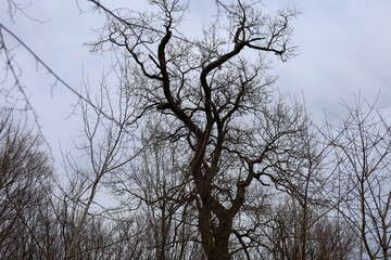 On the background of a cloudy cloudy sky, branches of tree crowns without leaves. Texture of wooden branches on the background of the sky.