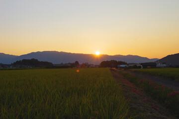 Fototapeta premium Rice fields at dusk, ears of rice in autumn, before harvest