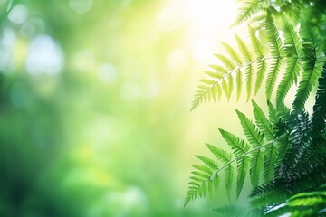 Obraz premium Lush green fern leaves backlit by sunlight in a forest.