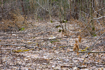 Background of forest litter from fallen leaves through which stumps of young felled trees are visible. Place of felling of trees in the forest. Theme of ecology and nature.