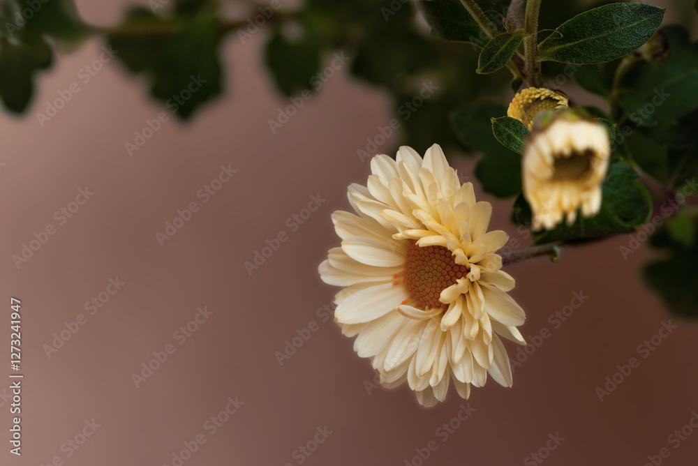 Wall mural White chrysanthemum flowers in the studio near the wall.