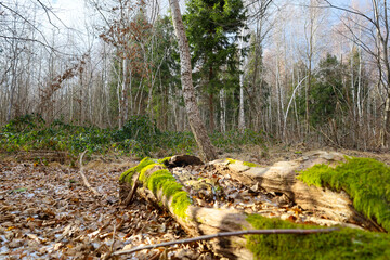 An old rotten tree trunk lies in the middle of the forest in spring on the ground covered with fallen leaves. In the foreground is an old oak log on which grows green soft bright moss