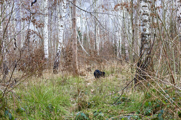 Black young dog in birch forest on a walk. Tall birches in the forest in spring. Walking with pets.
