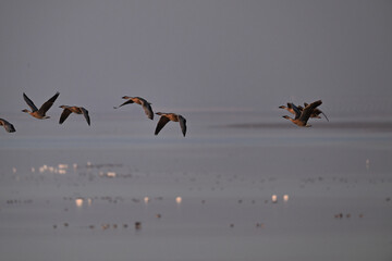 flock of seagulls