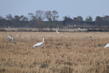 white stork in flight
