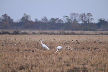 snowy egret in the marsh