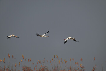 pelicans in flight
