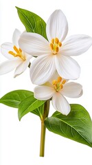 Fototapeta premium Delicate White Flowers With Yellow Centers