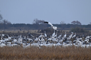 snow geese in flight