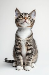 Obraz premium Adorable tabby kitten sitting, looking up, on white background.