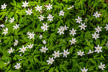 The many white wild flowers in spring forest. Blossom beauty, nature, natural. Sunny summer day, green grass in park. Anemonoides nemorosa