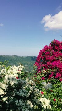 Mountain view with white and pink flowers in the foreground