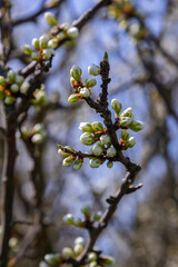 White plum blossom, beautiful white flowers of prunus tree in city garden, detailed macro close up plum branch. White plum flowers in bloom on branch, sweet smell with honey hints