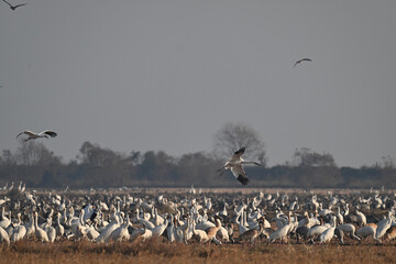 flock of seagulls in the desert