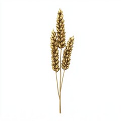Golden wheat stalk with full grains isolated on white background