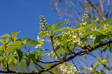 Selective focus photo. Bird cherry tree , Prunus padus blooming