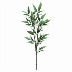 Tall green bamboo stalk with fresh leaves isolated on white background