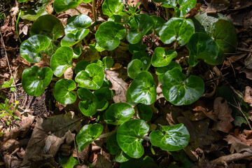 Shiny green foliage from wild ginger plants, Asarum europaeum