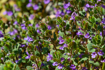 Beautiful Natural Herbal Blue Flowers Glechoma Hederacea Growing On Meadow In Springtime