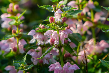 Pink flowers of spotted dead-nettle Lamium maculatum. Medicinal plants in the garden