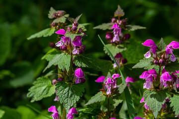 Pink flowers of spotted dead-nettle Lamium maculatum. Medicinal plants in the garden
